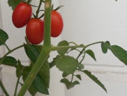 tomato