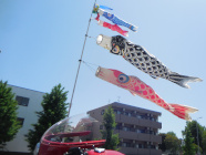 koinobori